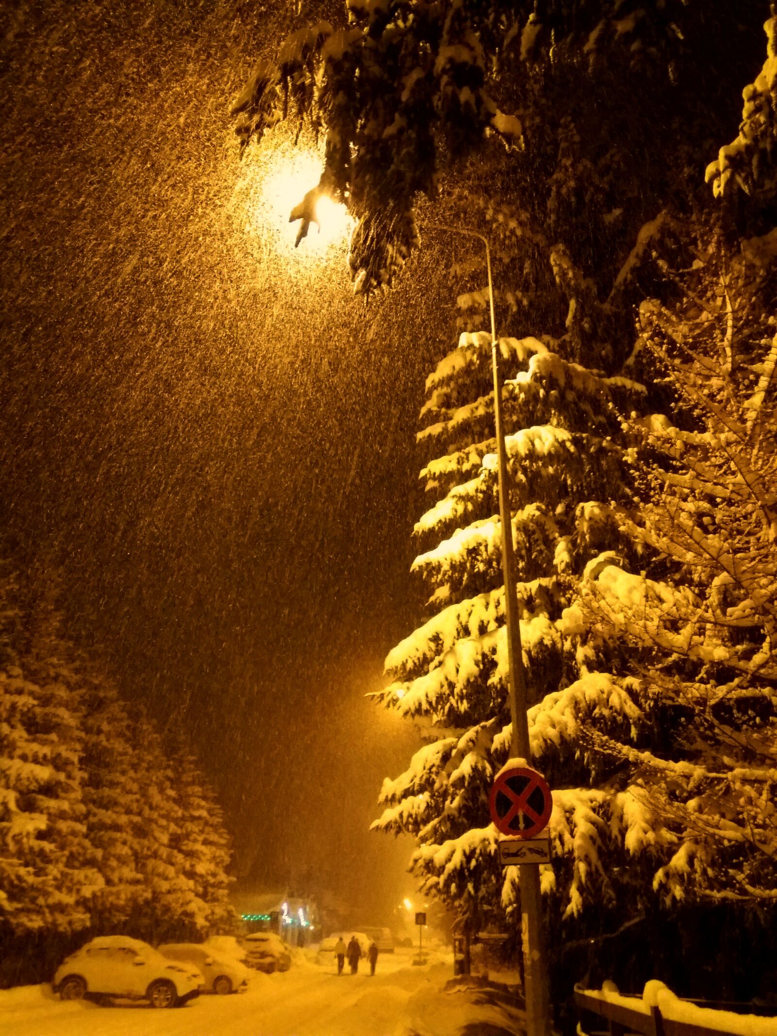 Samsung Galaxy J5 sample photo. Fir, trees, heavy, snow photography
