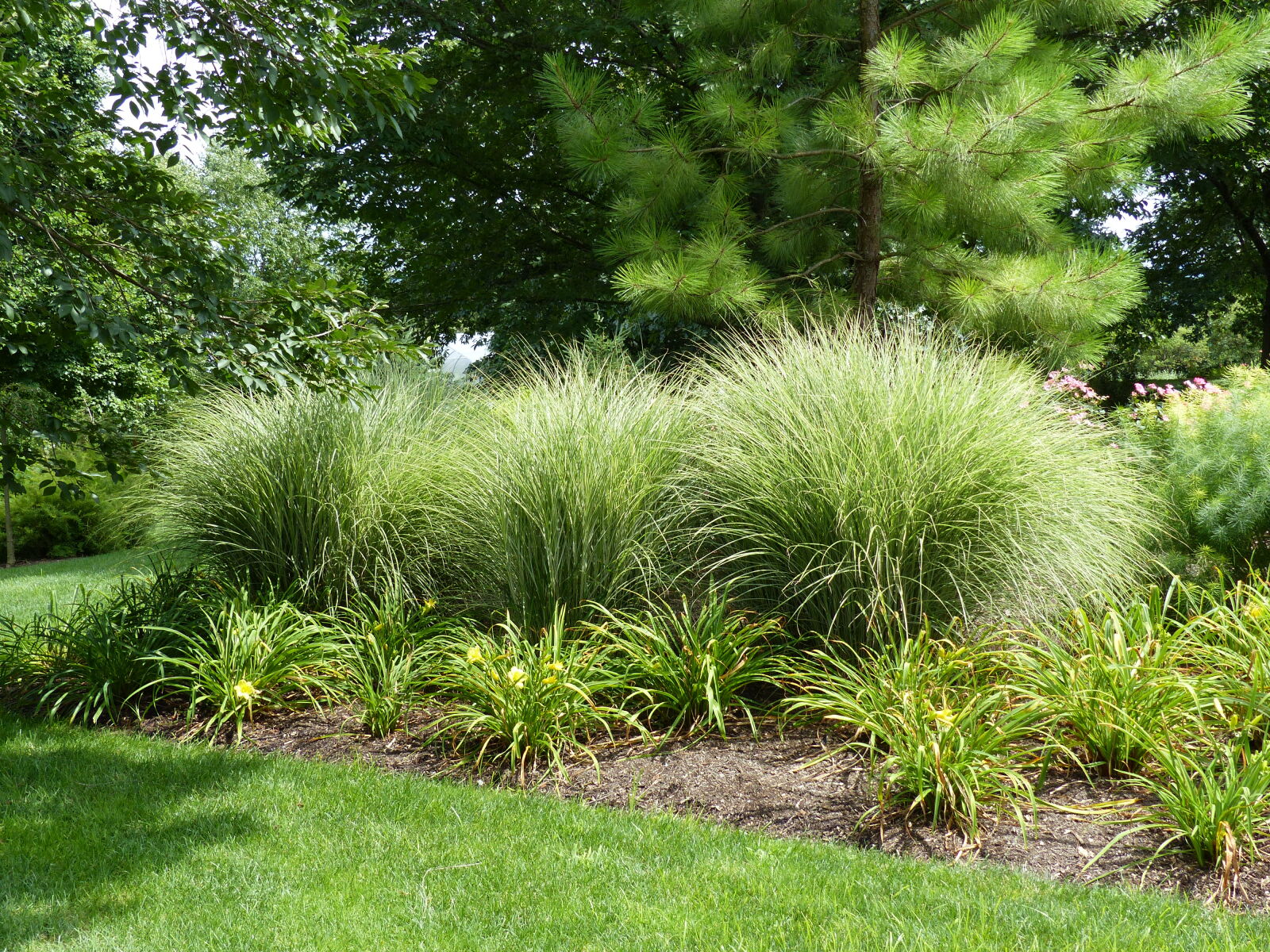 Panasonic Lumix DMC-FZ200 sample photo. Garden, green, grass, nature photography
