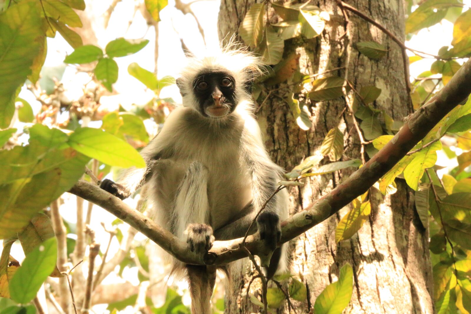 Canon EOS 70D sample photo. Kirk'sredcolobus, zanzibar, monkey photography