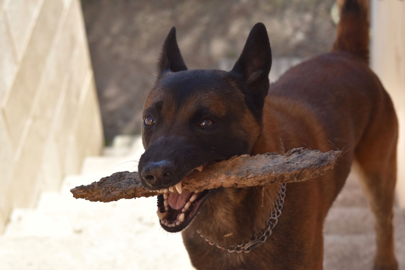 Nikon D5600 sample photo. Dog, dog malinois, dog photography
