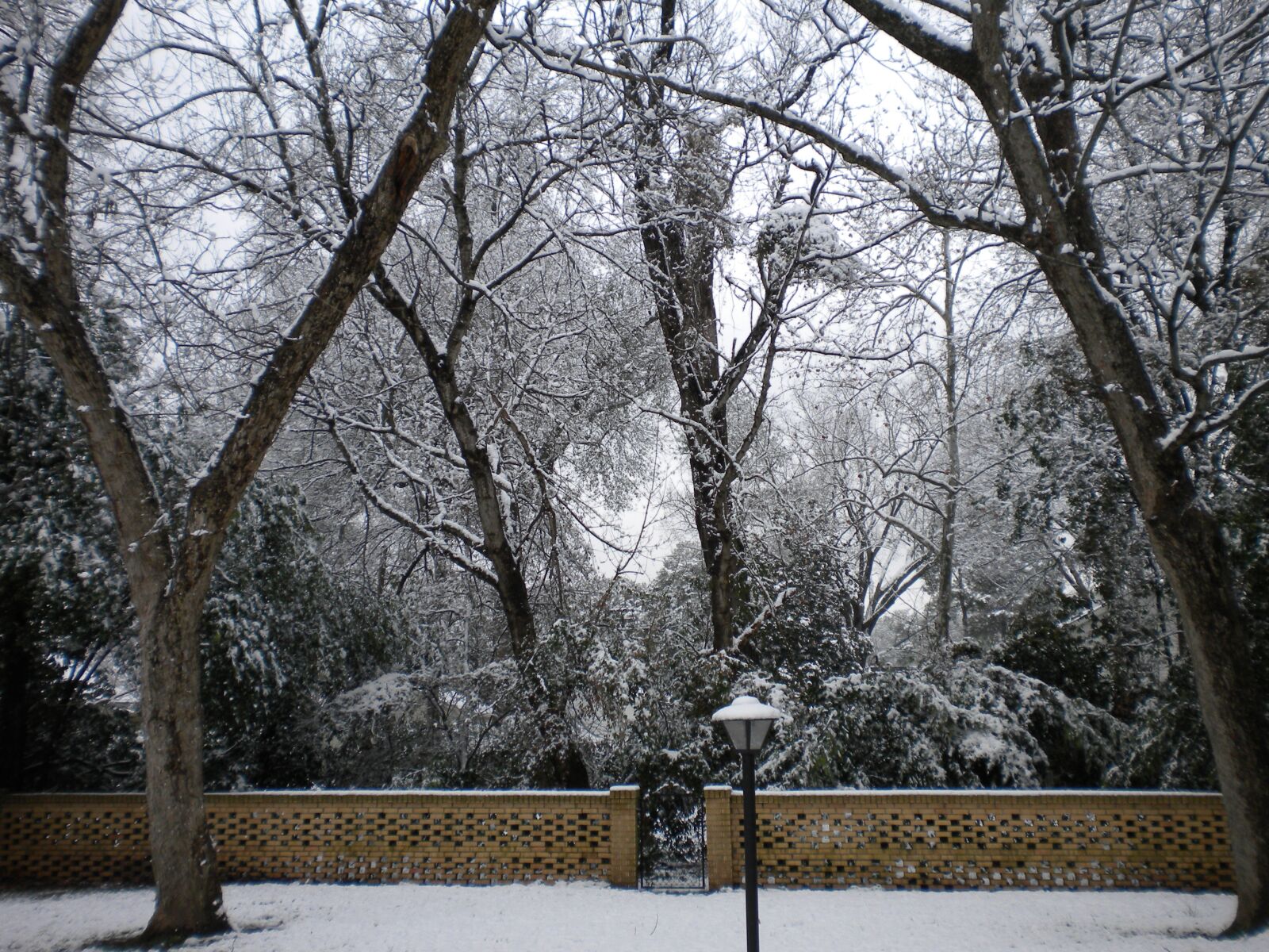 Nikon Coolpix S230 sample photo. Snow, trees, winter photography
