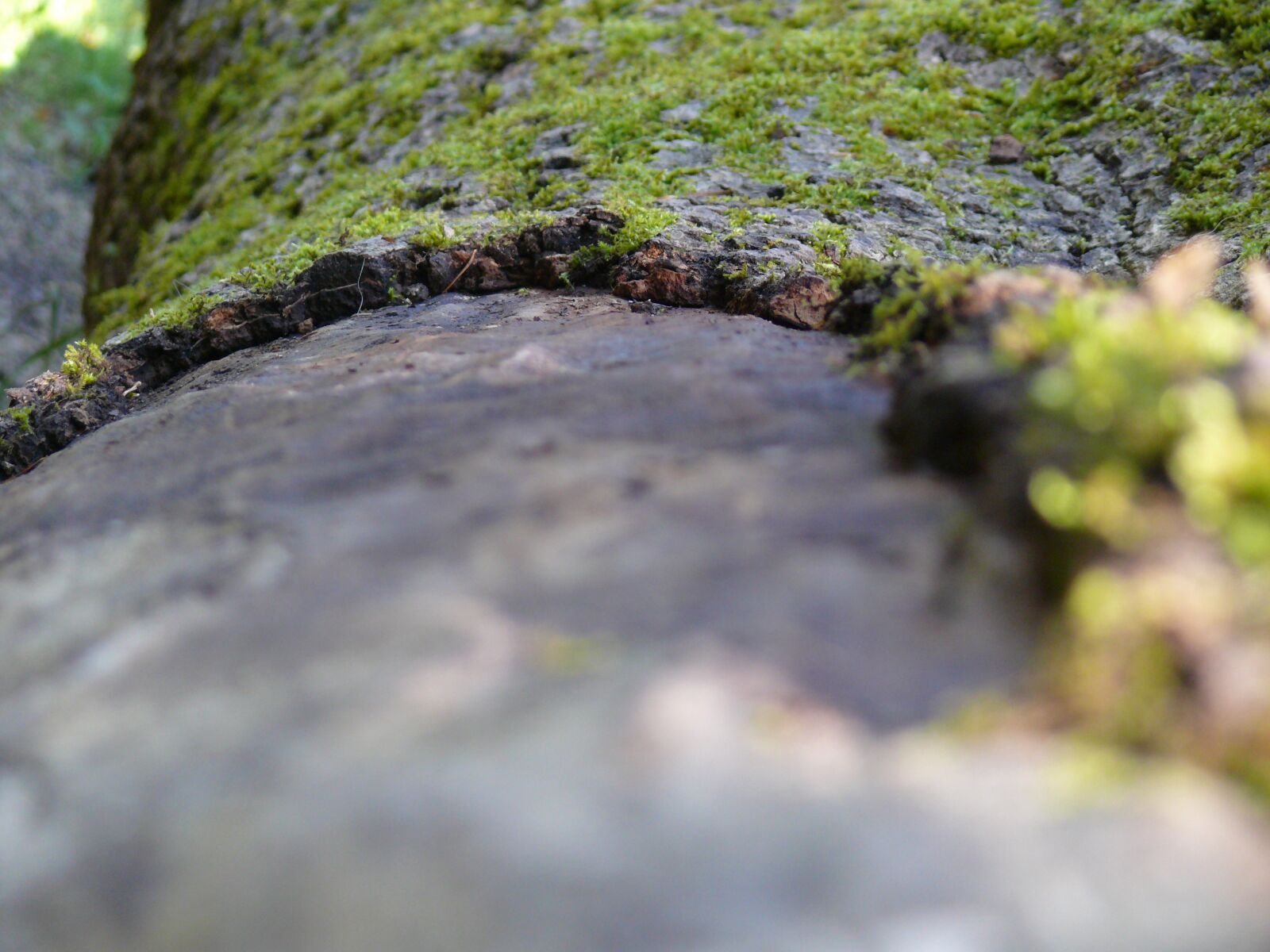 Panasonic DMC-FZ50 sample photo. Nature, tree, bark photography