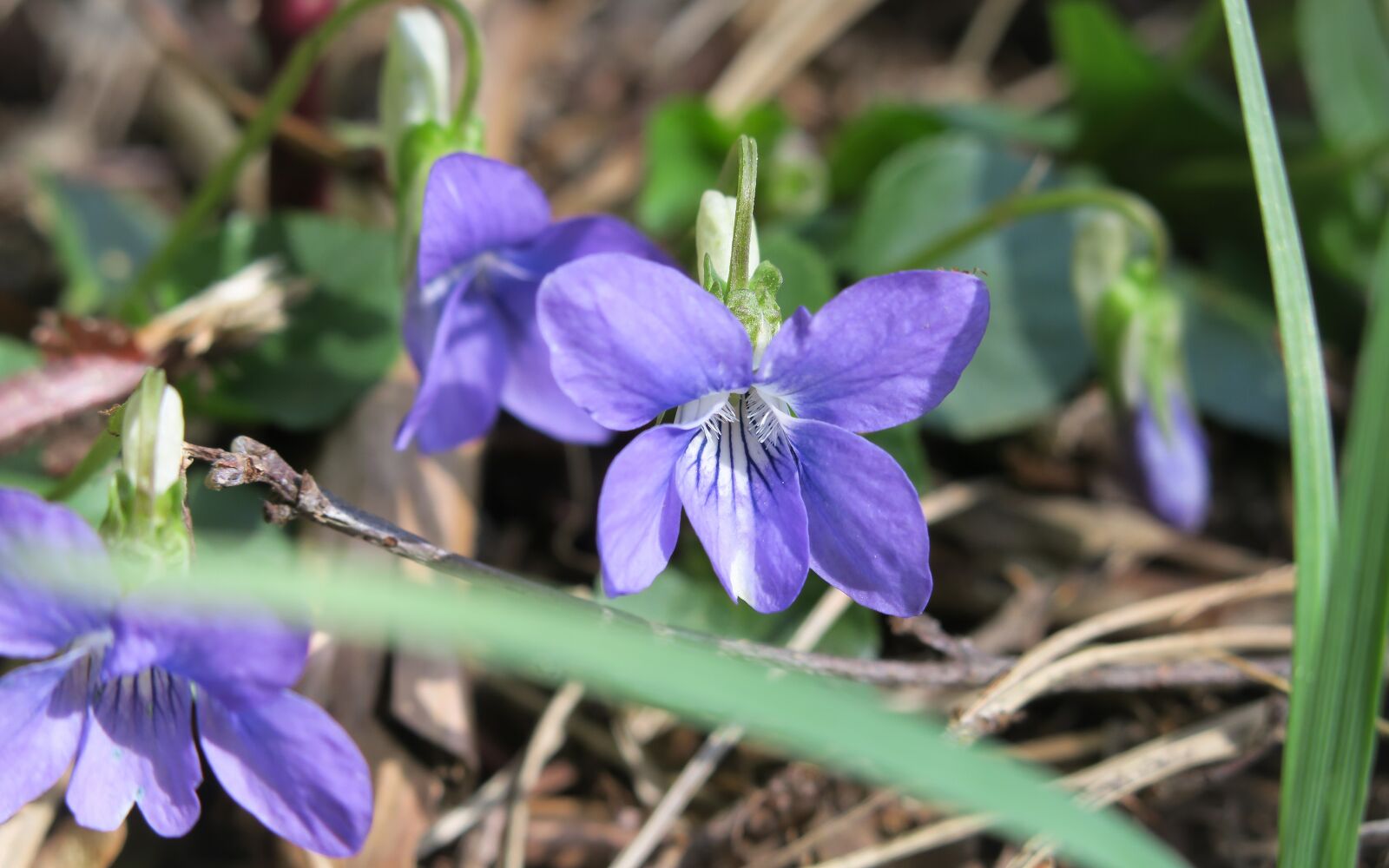 Canon PowerShot G3 X sample photo. Violet, blossom, bloom photography