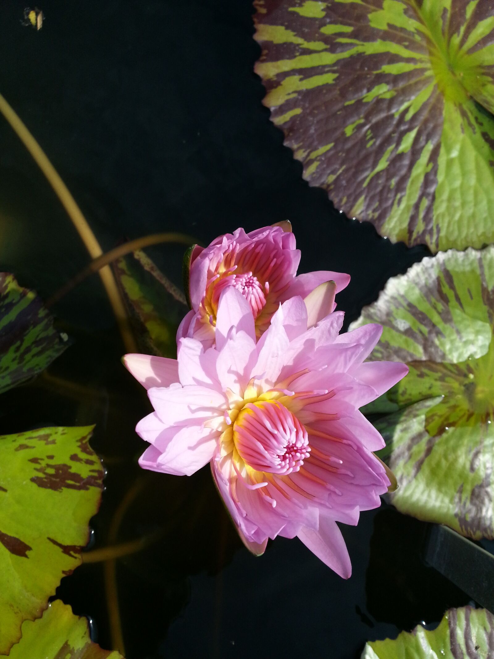Samsung Galaxy S3 sample photo. Lotus, pink flower, lotus photography