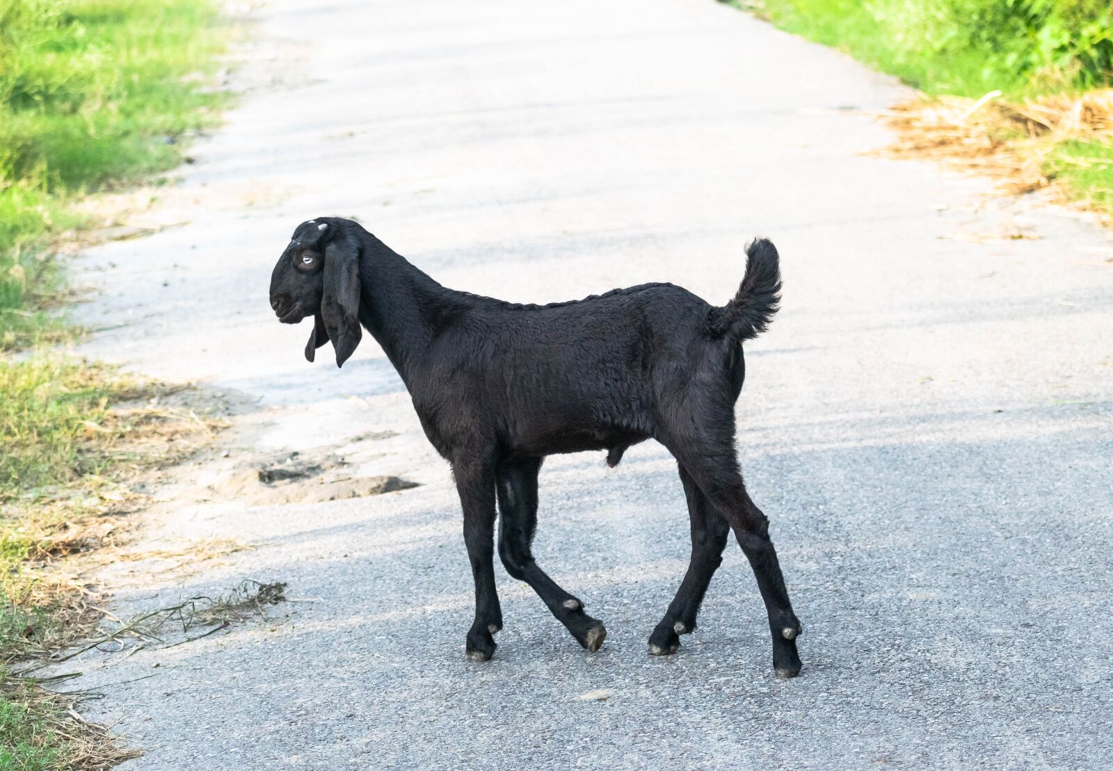 Nikon D3300 sample photo. Goat, lamb, animal photography