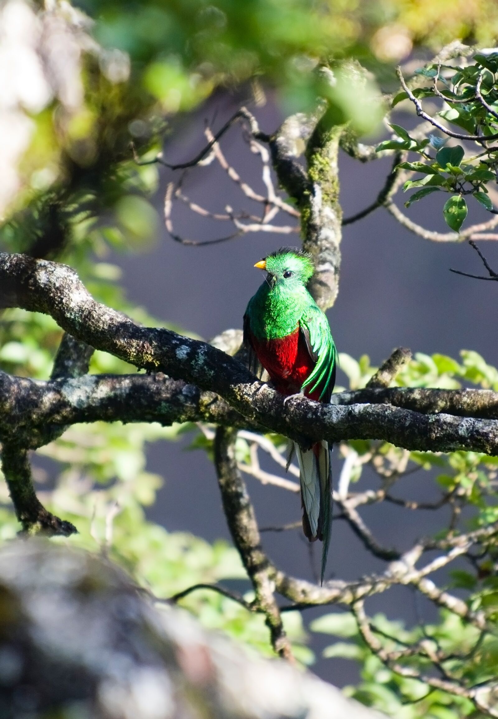 Nikon D3S sample photo. Quetzal, bird, wild bird photography