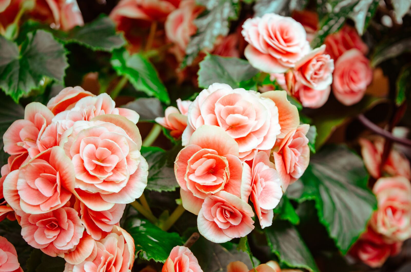 Nikon D7000 sample photo. Rose, flower, leaf photography