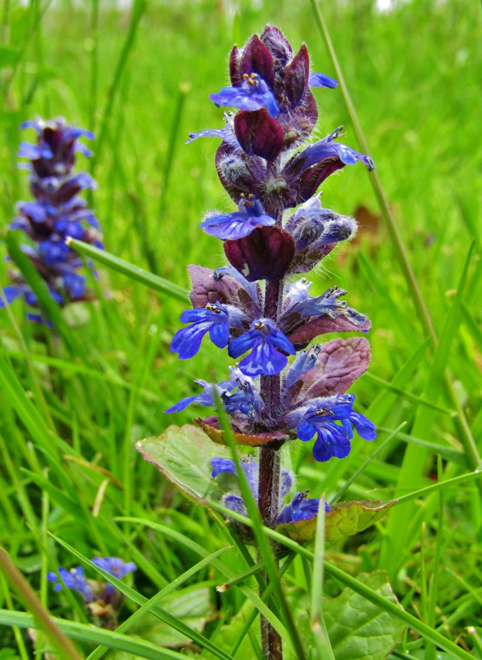 Canon POWERSHOT SX432 IS sample photo. Ajuga g nsel, ajuga photography