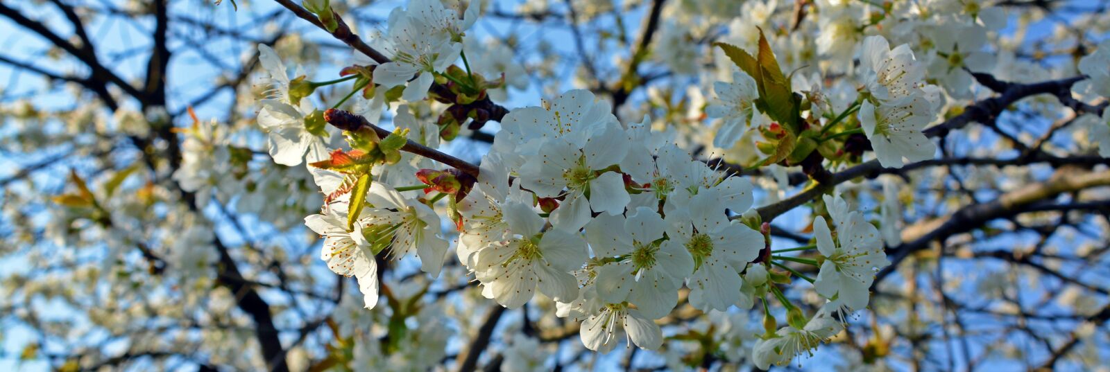 Nikon D5200 sample photo. Cherry blossom, blossom, bloom photography