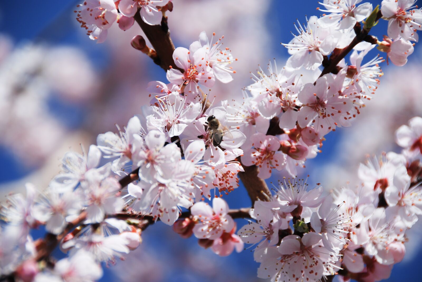 Nikon D80 sample photo. Spring, apricot, flowers photography