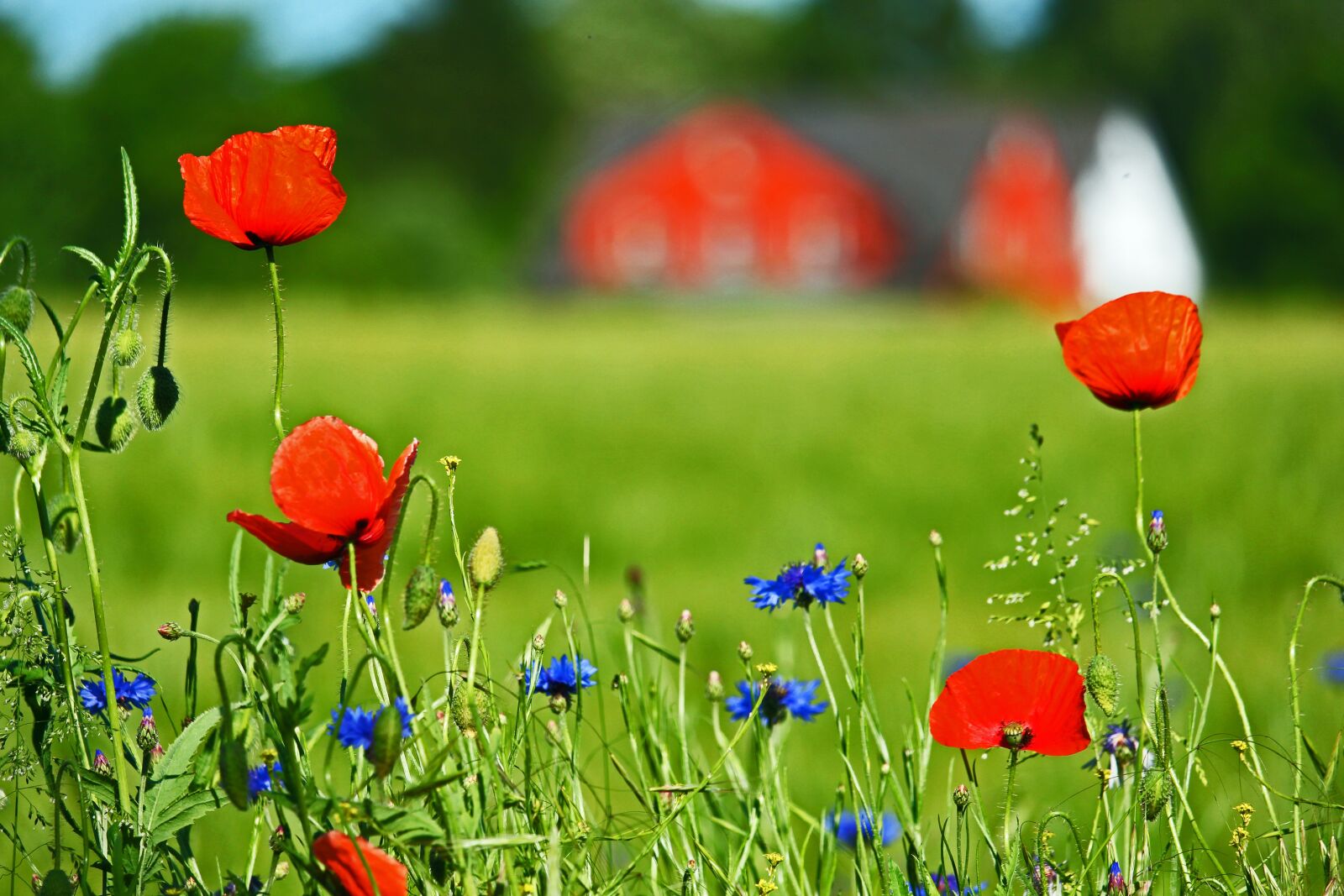 Canon EF-S 55-250mm F4-5.6 IS STM sample photo. Cornflowers, poppies, meadow photography
