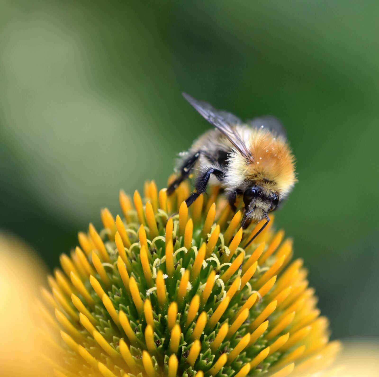 Nikon D5600 sample photo. Bee, honey bee, insect photography