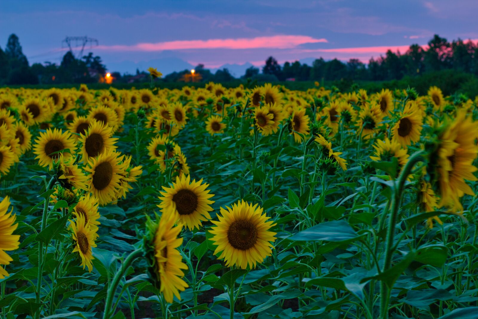 Canon EOS 550D (EOS Rebel T2i / EOS Kiss X4) sample photo. Sunflowers, sunset, nature photography