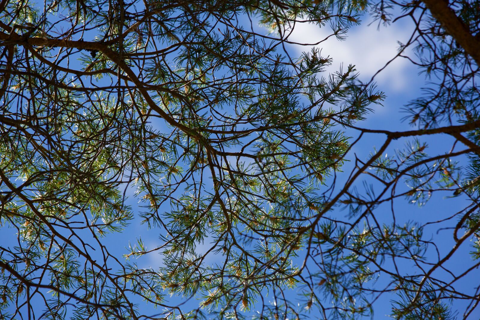 Canon EOS 5D Mark III sample photo. Sky, tree, blue photography