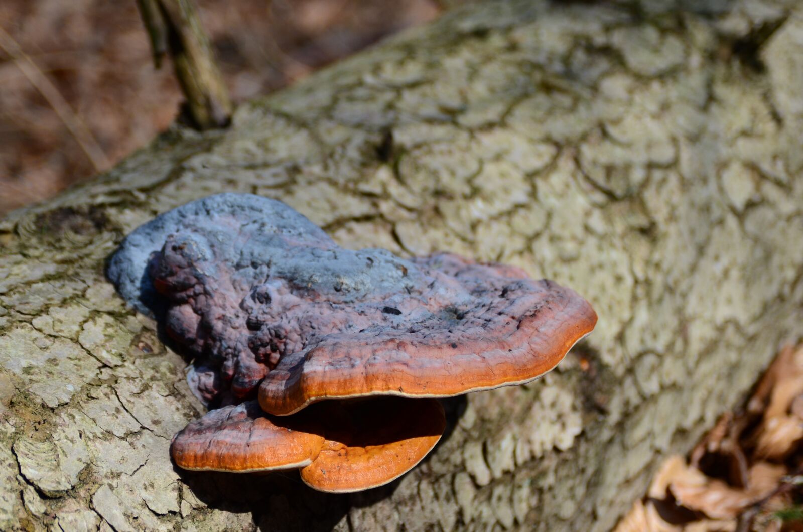 Nikon D7000 sample photo. Tribe, mushroom, forest floor photography