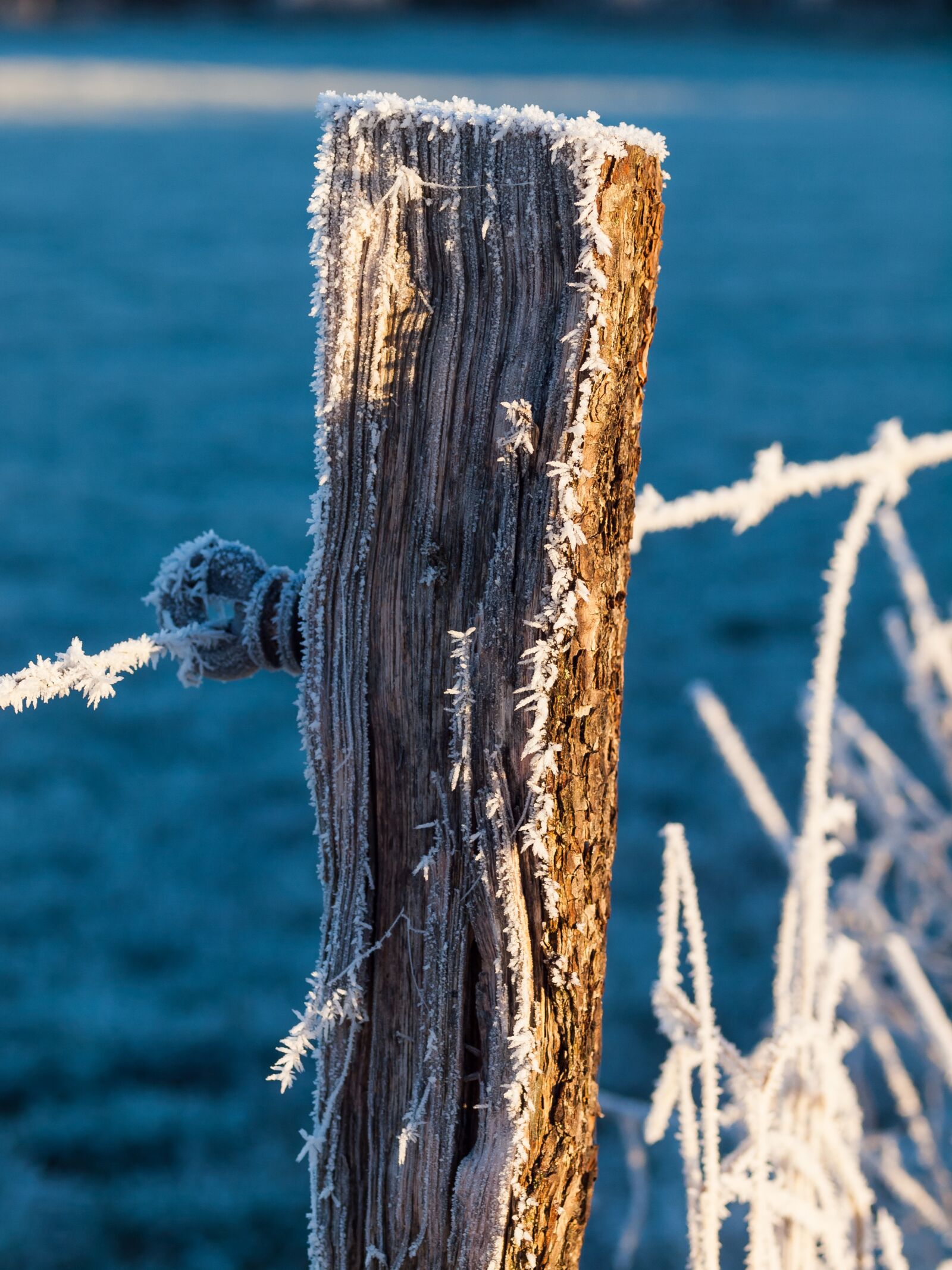 OLYMPUS 50mm Lens sample photo. Cold, frost, winter photography