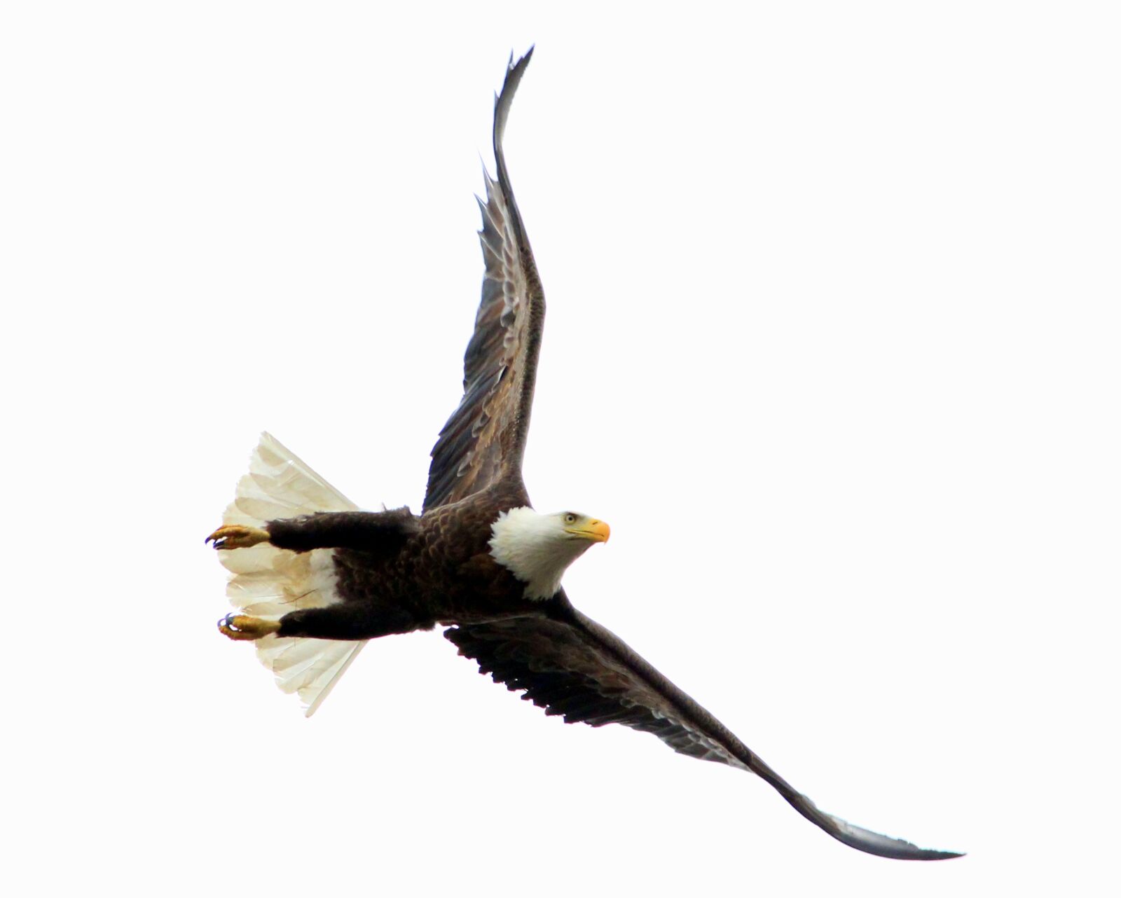 Canon EOS 600D (Rebel EOS T3i / EOS Kiss X5) sample photo. Bird, raptor, wildlife photography