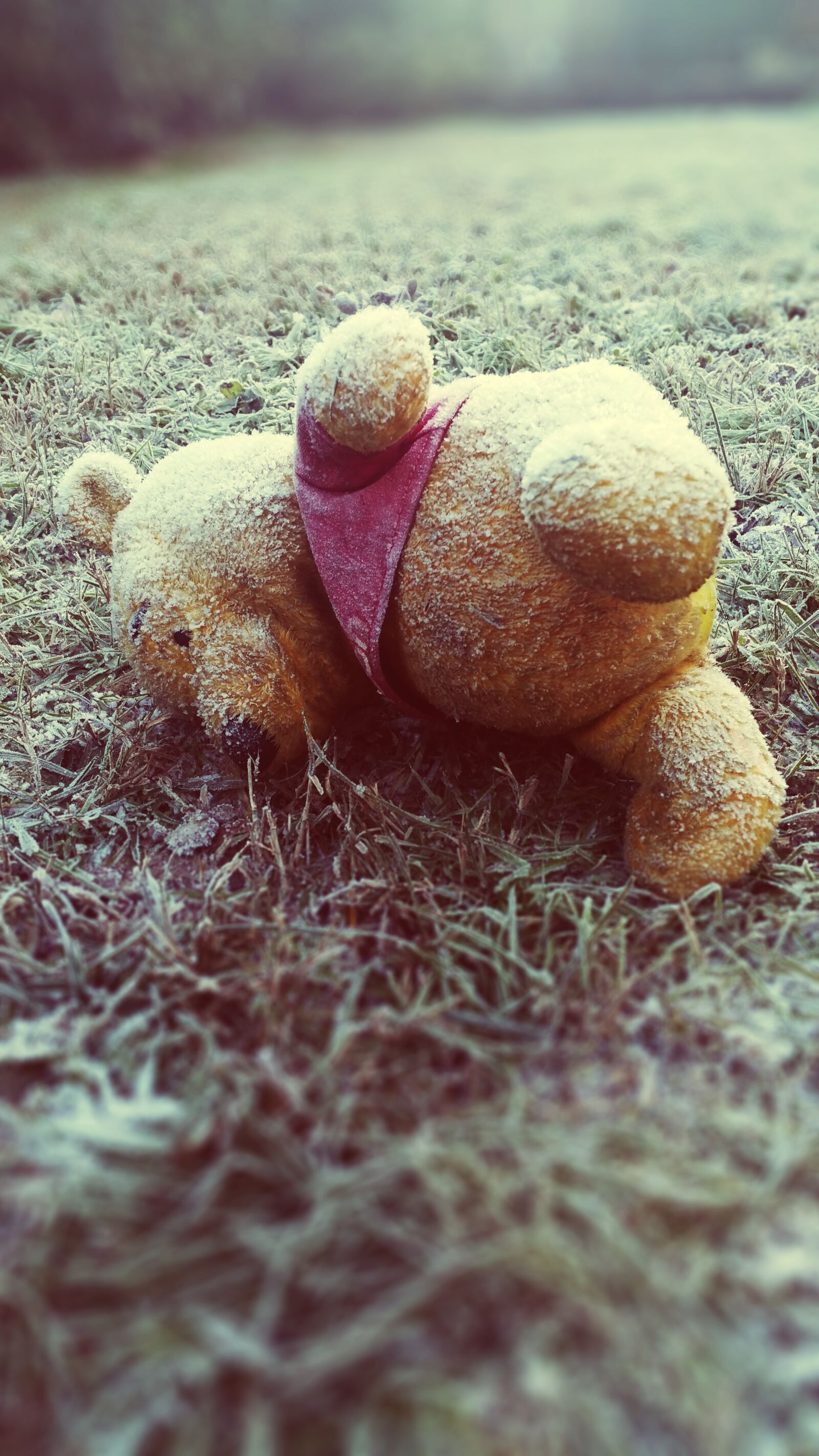 Samsung Galaxy Note4 sample photo. Pooh, death, cold photography