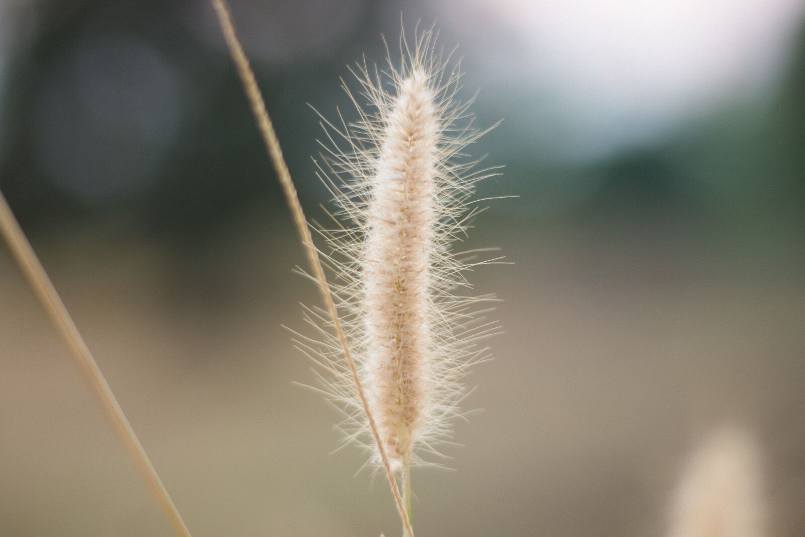 Canon EOS 700D (EOS Rebel T5i / EOS Kiss X7i) + Canon EF 50mm F1.8 STM sample photo. Flowering grass, nature, mead photography