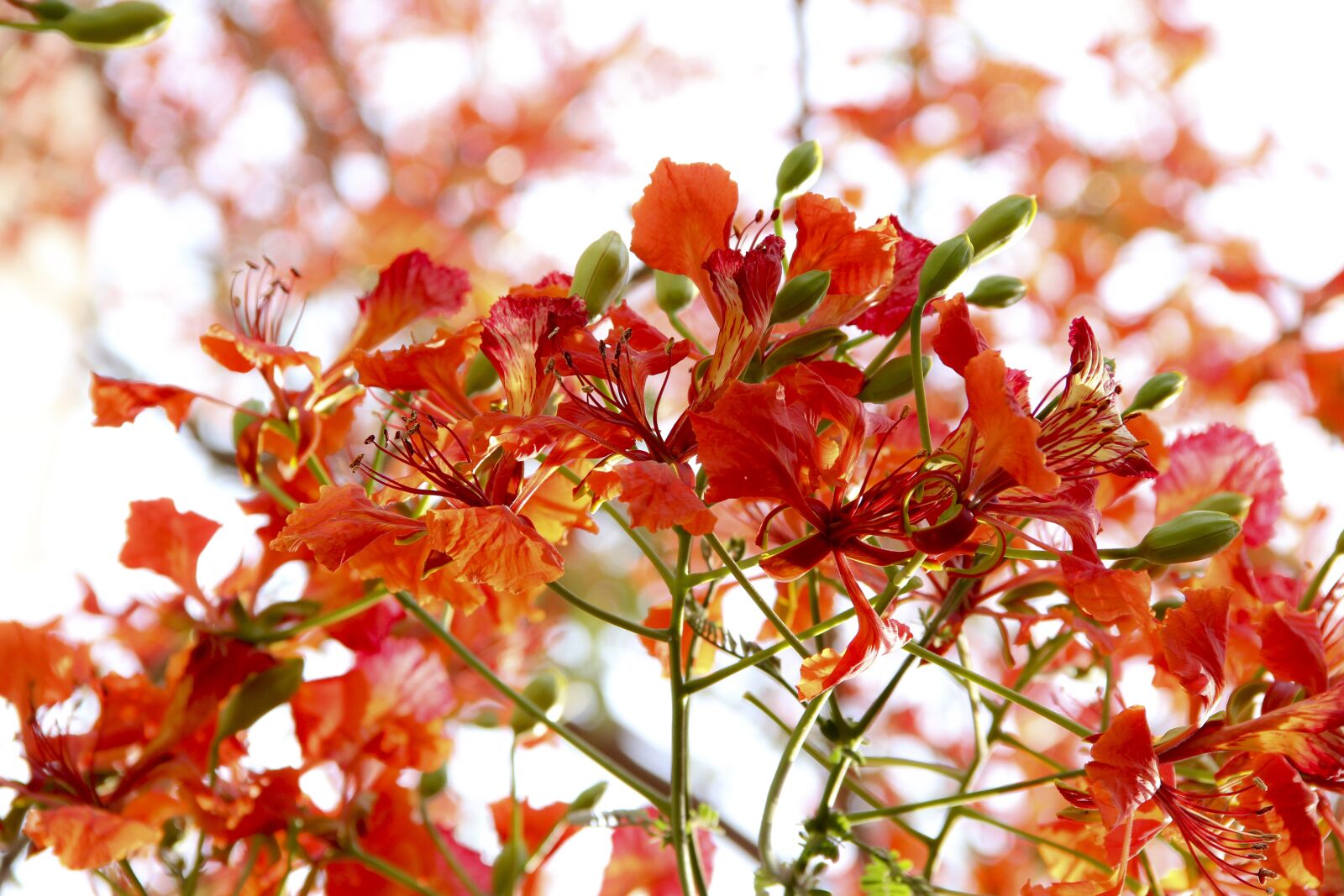 Canon EOS 600D (Rebel EOS T3i / EOS Kiss X5) sample photo. Flora, flowers, hd wallpaper photography