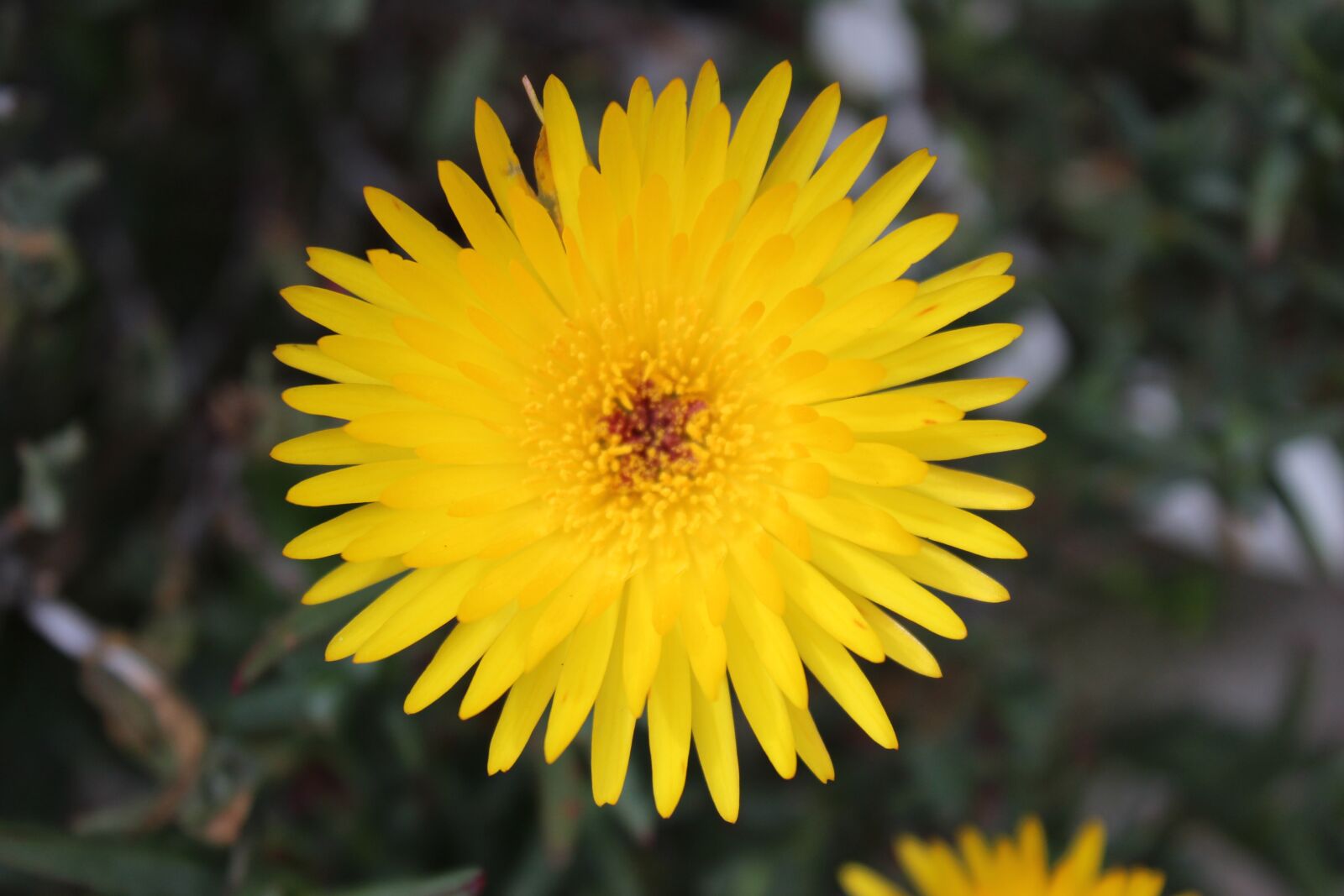 Canon EOS 1300D (EOS Rebel T6 / EOS Kiss X80) sample photo. Jardin, flor, naturaleza photography