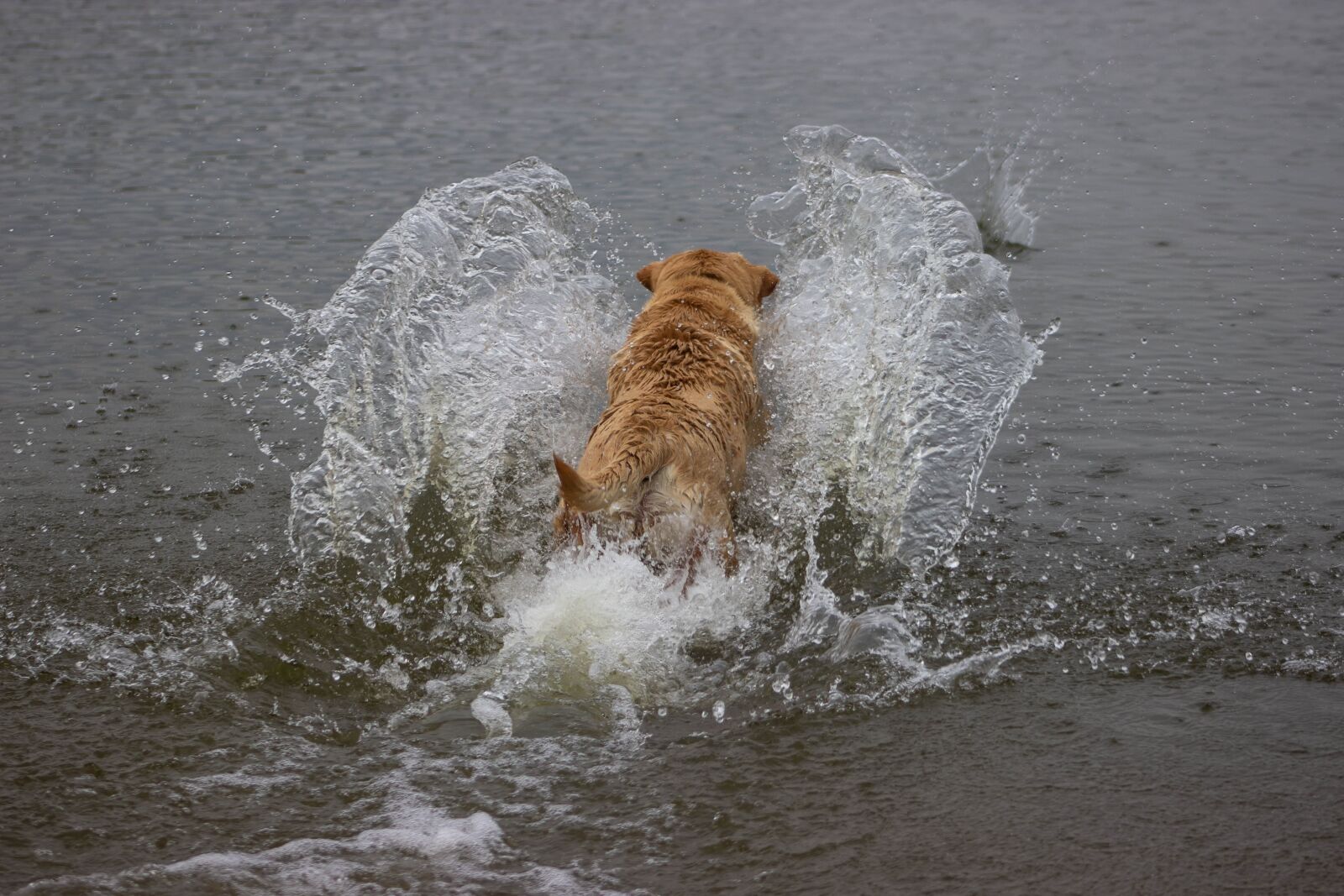 Canon EF75-300mm f/4-5.6 sample photo. Dog in water, running photography