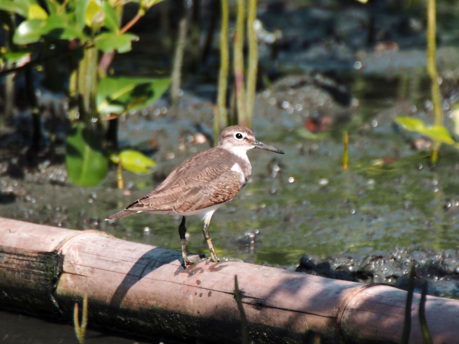 Olympus OM-D E-M1 sample photo. Sandpiper, wild, bird photography