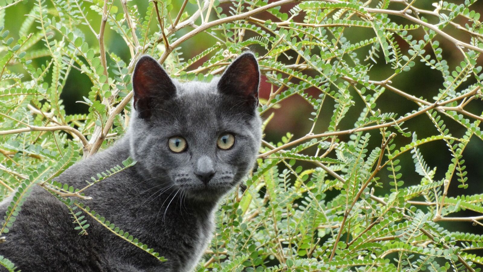 Sony Cyber-shot DSC-HX300 sample photo. Cat, grey, green photography