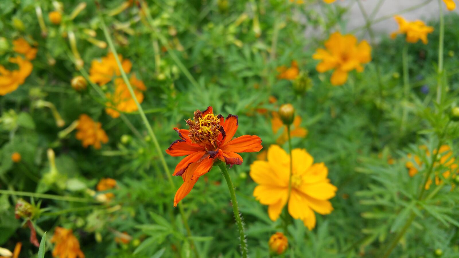 Samsung Galaxy Note4 sample photo. Flower, orange flower, flower photography