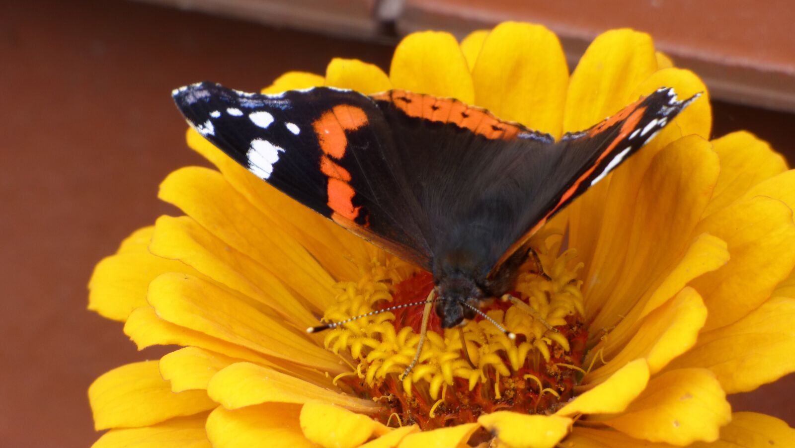 Panasonic DMC-FZ72 sample photo. Butterfly, yellow, flower photography