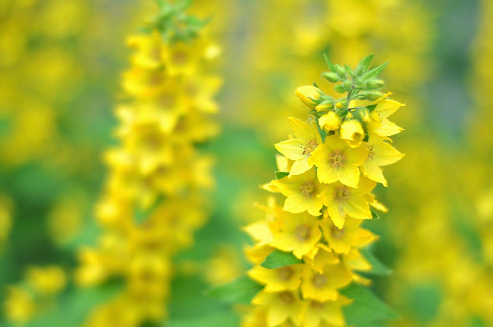 Nikon D90 sample photo. Yellow, plant, flower photography
