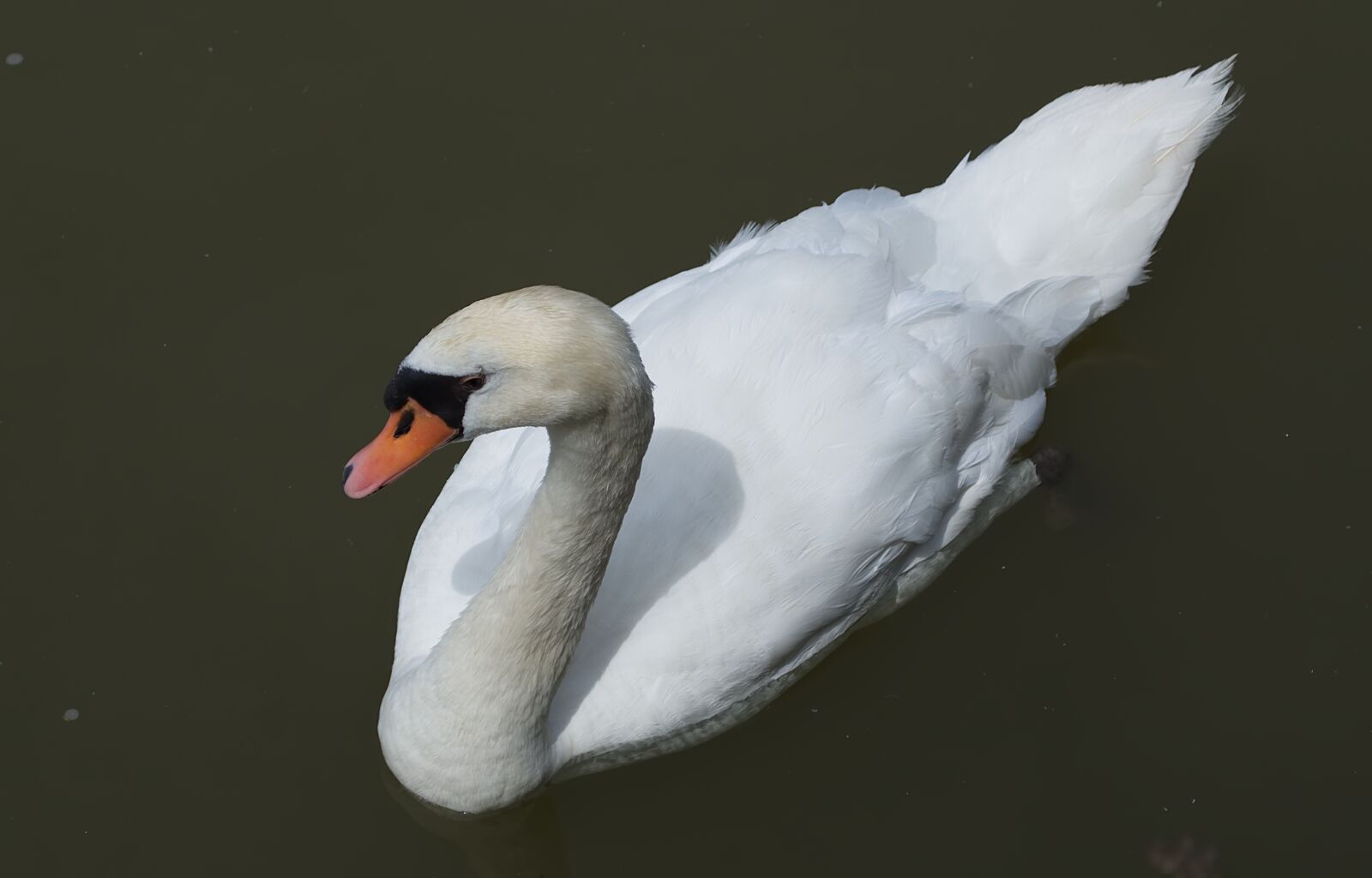 Nikon D5500 sample photo. Swan, water, animal photography
