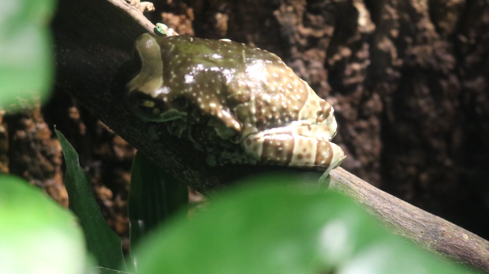 Canon EOS 750D (EOS Rebel T6i / EOS Kiss X8i) sample photo. Frog photography