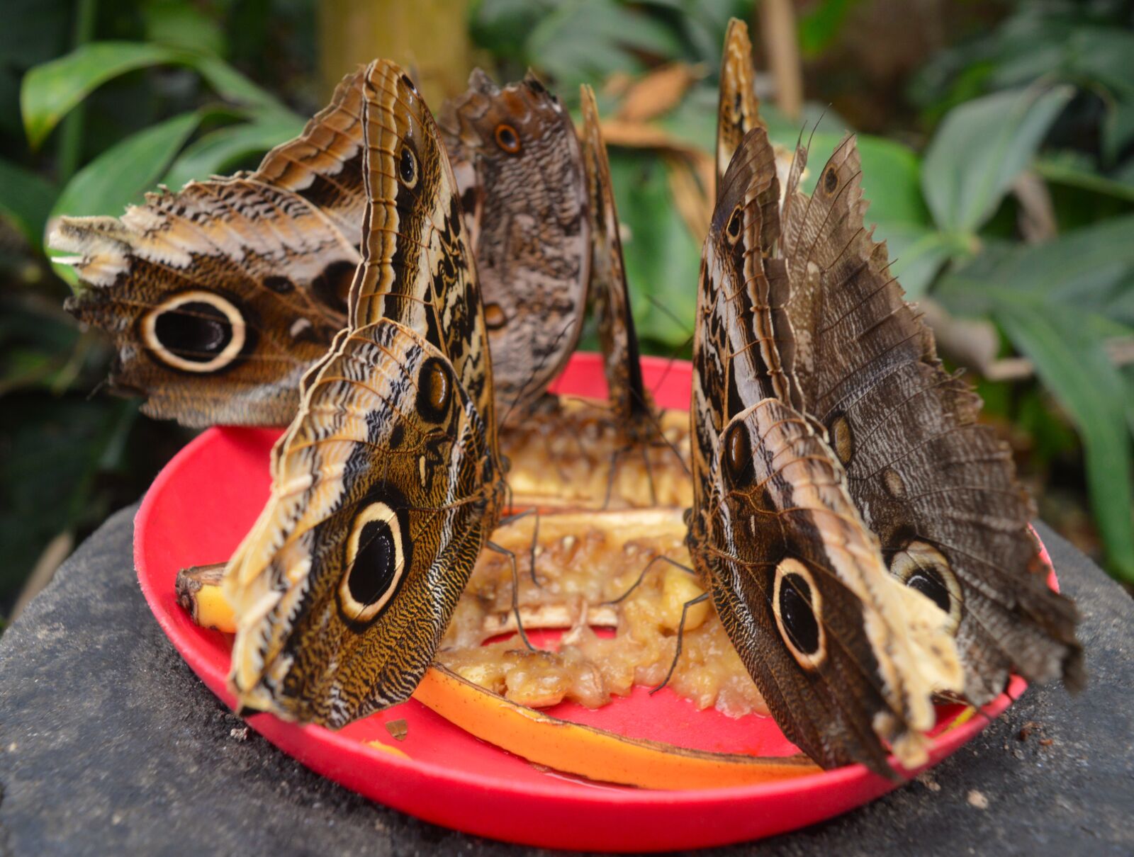 Nikon D3200 sample photo. Butterfly, owl butterfly, insect photography