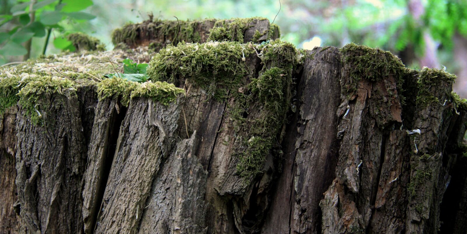 Canon EOS 50D sample photo. Trunk, old tree, pr photography