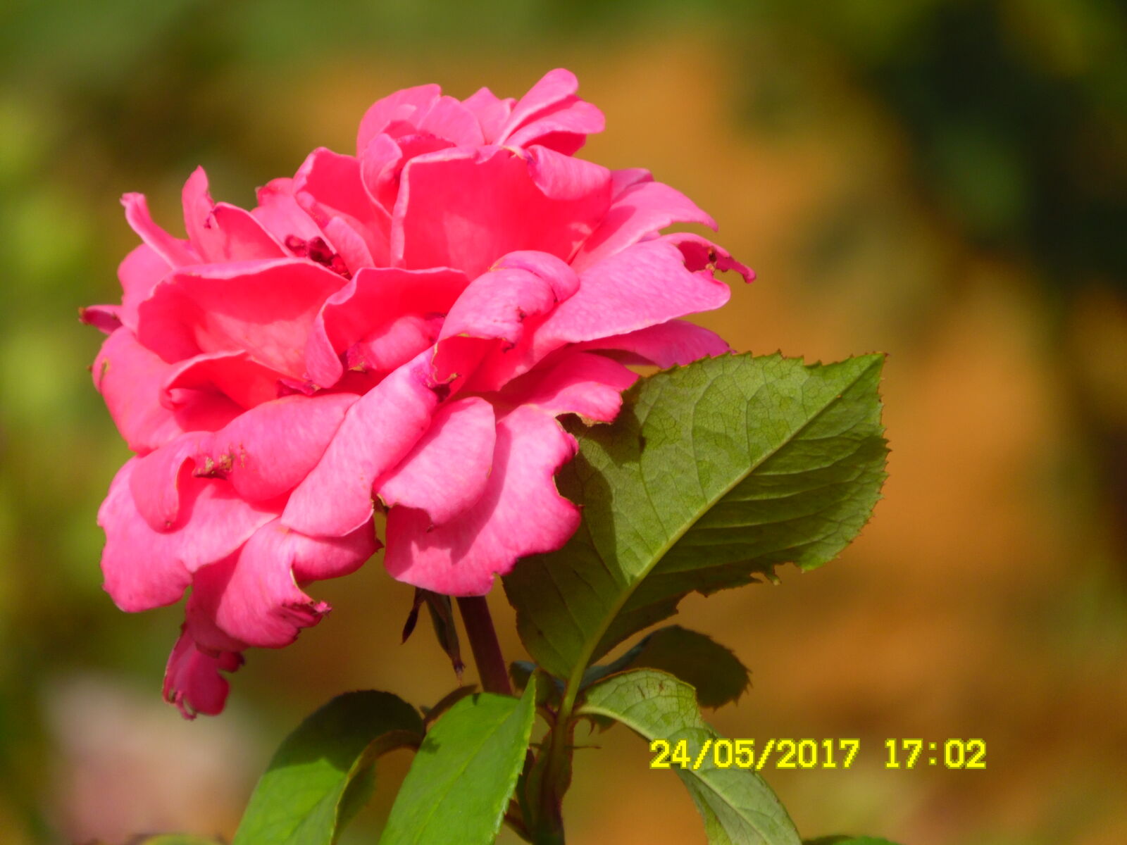 Samsung WB1100F/WB1101F/WB1102F sample photo