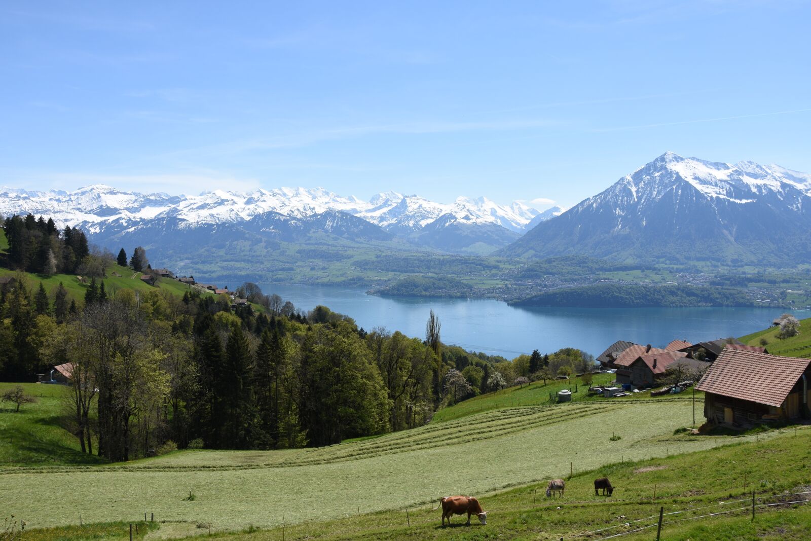 Nikon D7200 sample photo. Sneezing, lake thun, bernese photography