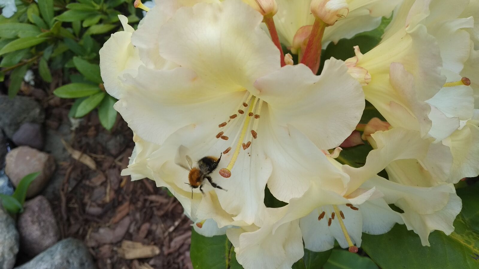 Xiaomi Mi A2 Lite sample photo. Bee, flowers, rhododendron photography