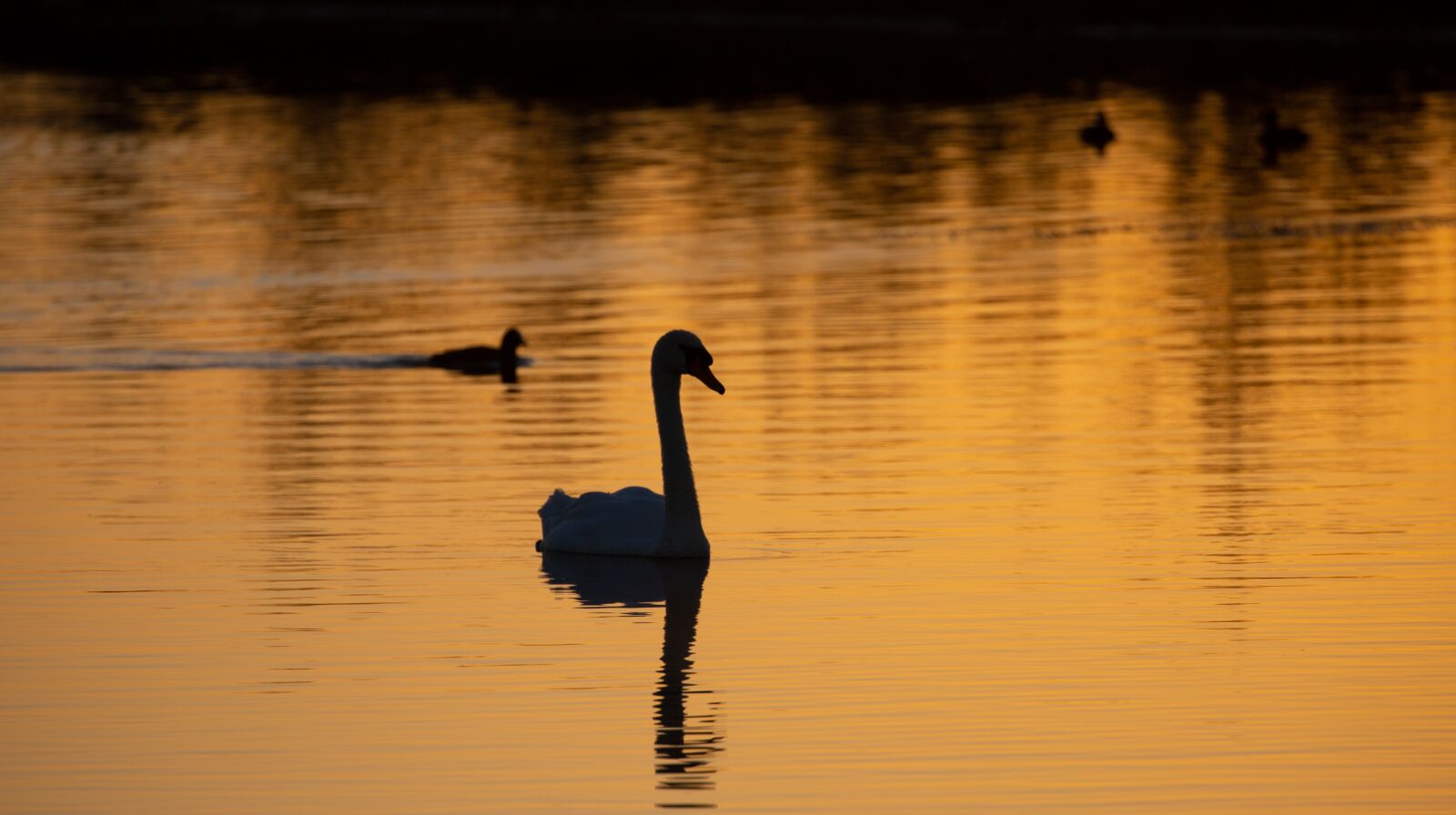 Canon EOS 5D Mark III sample photo. Waterscape, swan, silhouette photography