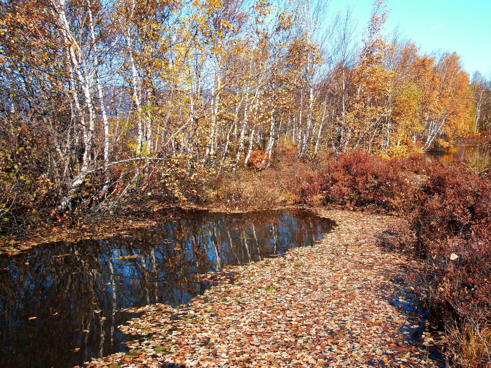 Fujifilm FinePix S1 sample photo. Autumn, fallen leaves, lake photography