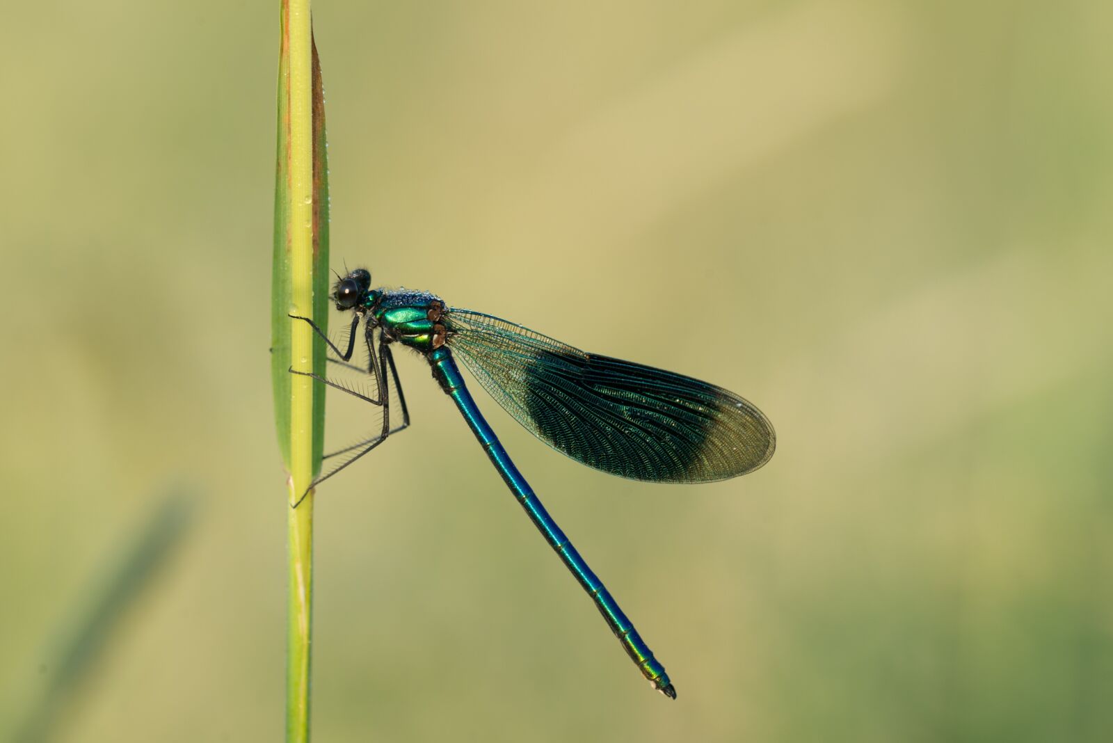 Nikon D800 sample photo. Dragonfly, insect, wing photography