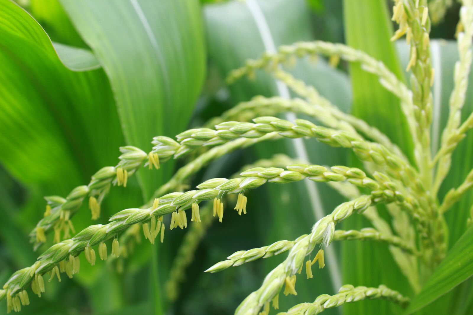 Canon EOS 1300D (EOS Rebel T6 / EOS Kiss X80) sample photo. Corn, tree, farm photography