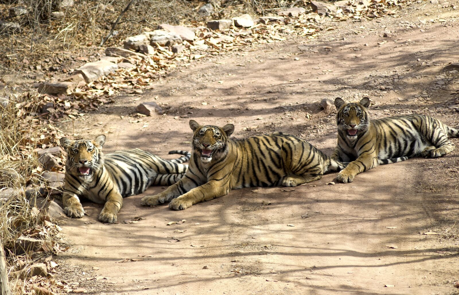 Nikon D5100 sample photo. Tigers, jungle, forest photography