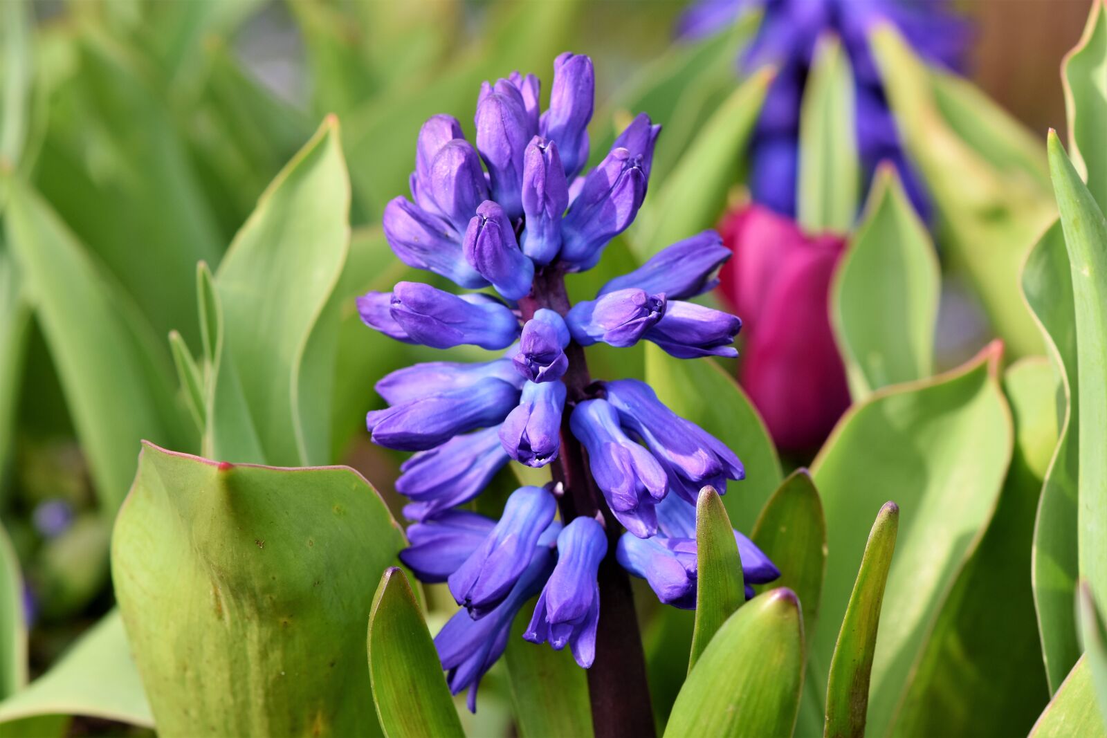 Nikon D7200 sample photo. Hyacinth, flowers, spring flower photography