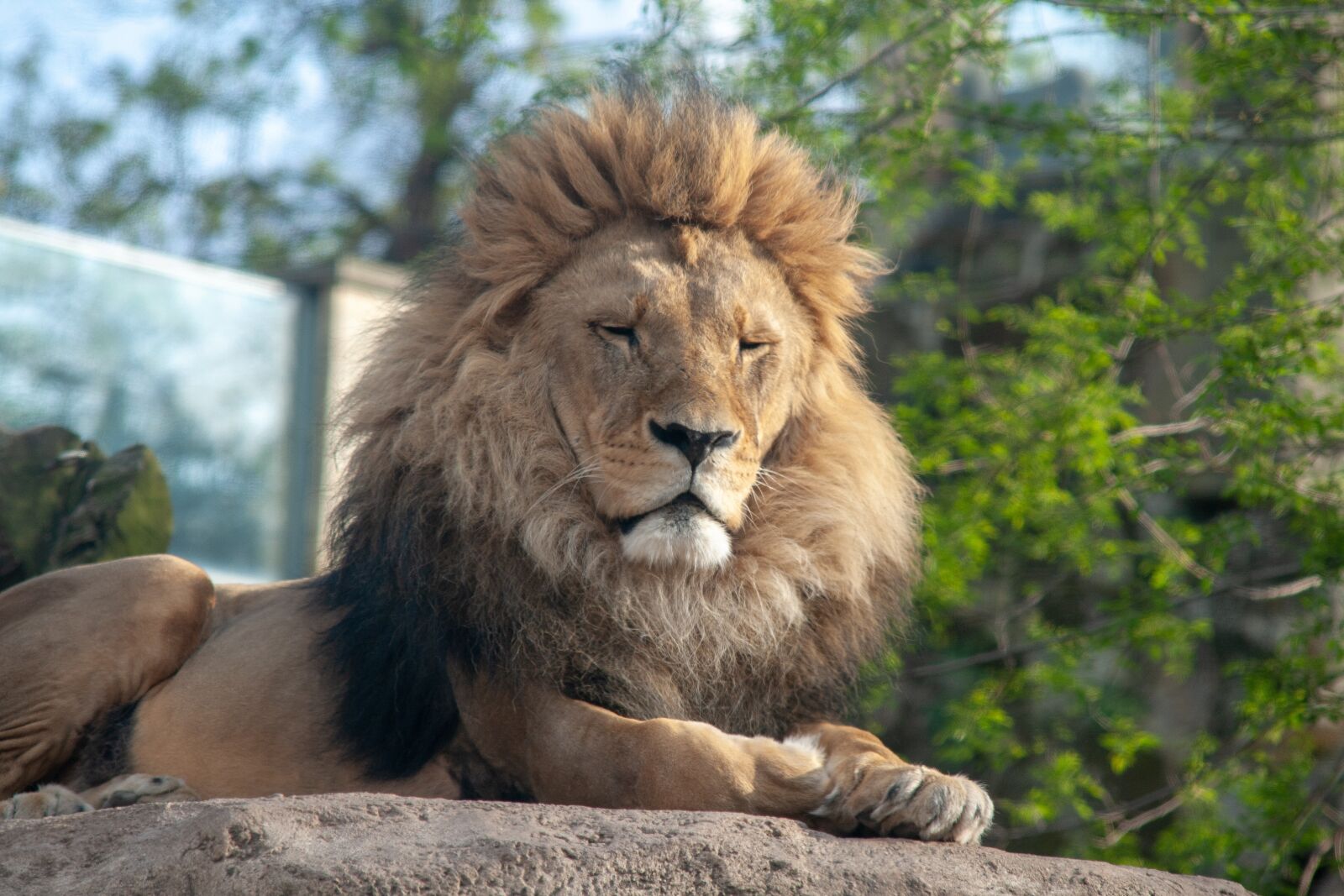 Canon EOS 400D (EOS Digital Rebel XTi / EOS Kiss Digital X) sample photo. King, lions, zoo photography