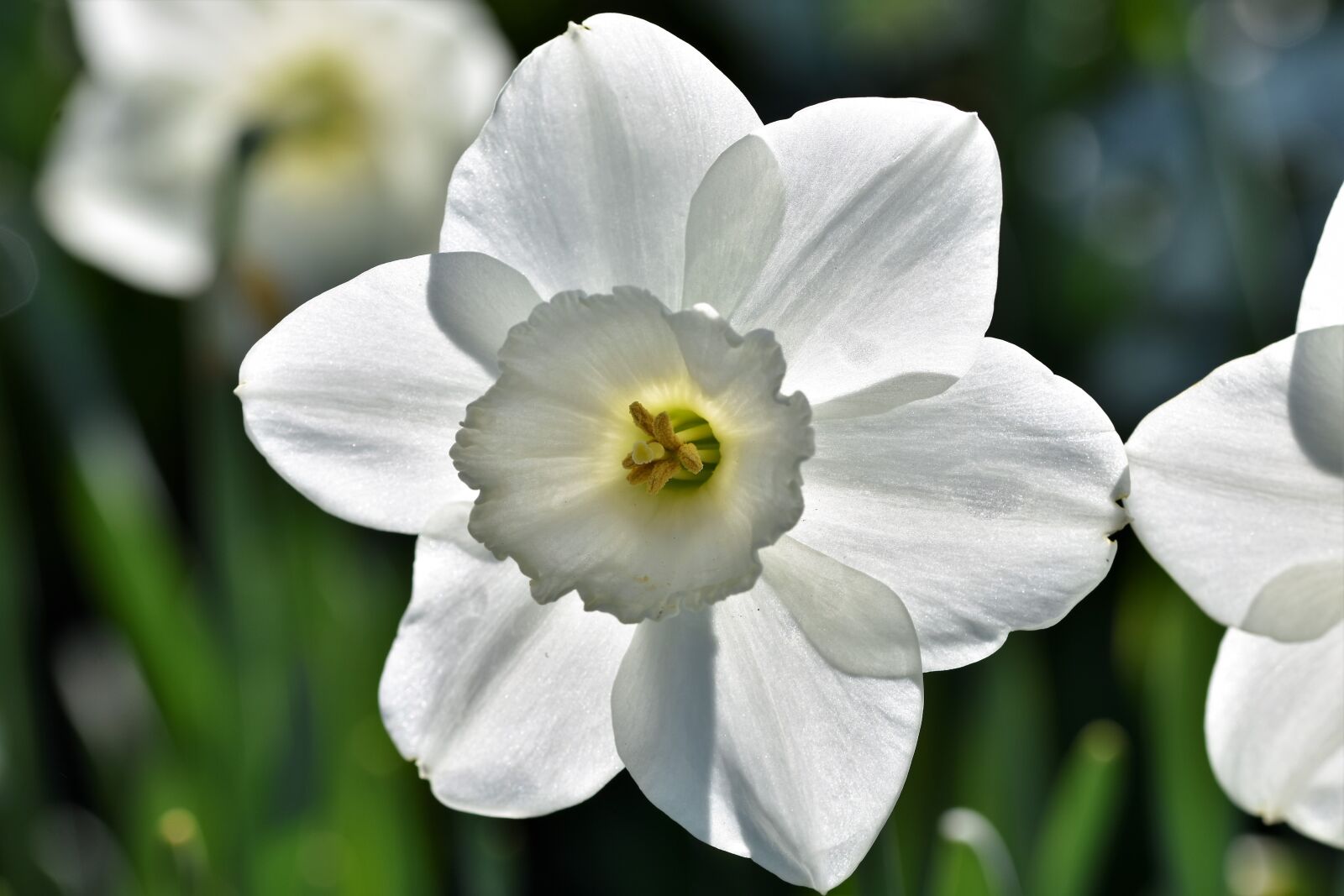 Nikon D7200 sample photo. Narcissus, blossom, bloom photography