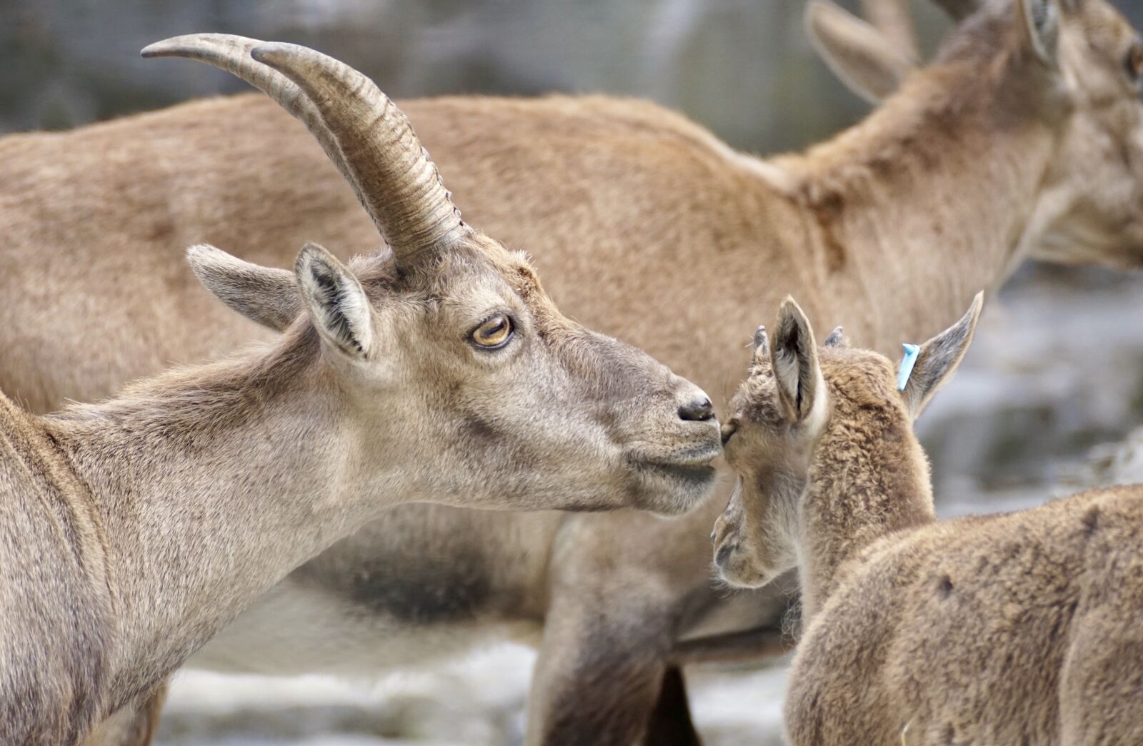 Sony DT 55-300mm F4.5-5.6 SAM sample photo. Capricorn, young, cute photography