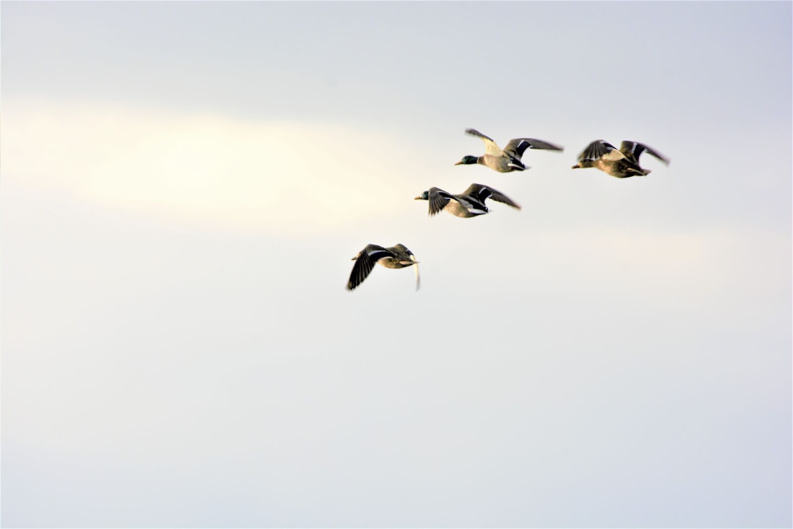Nikon D7100 sample photo. Ducks, flying, mallard photography