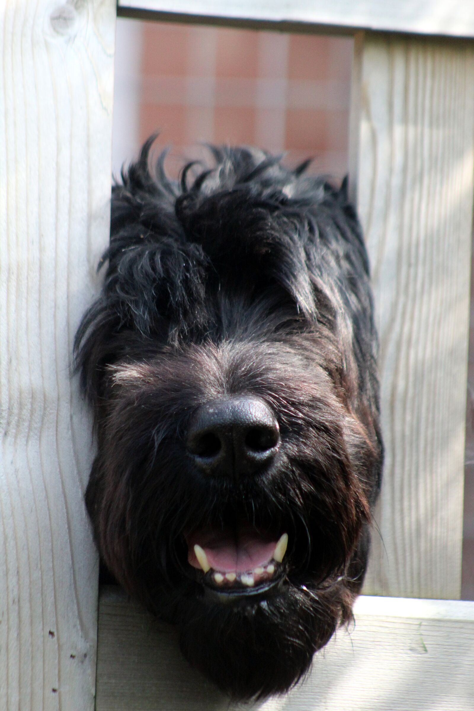 Canon EOS 4000D (EOS Rebel T100 / EOS 3000D) sample photo. Briard, dog, canine photography