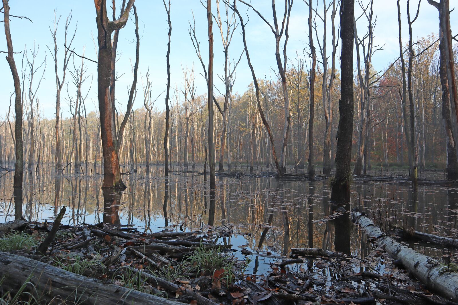 Canon EF-M 15-45mm F3.5-6.3 IS STM sample photo. Marsh, forest, nature photography